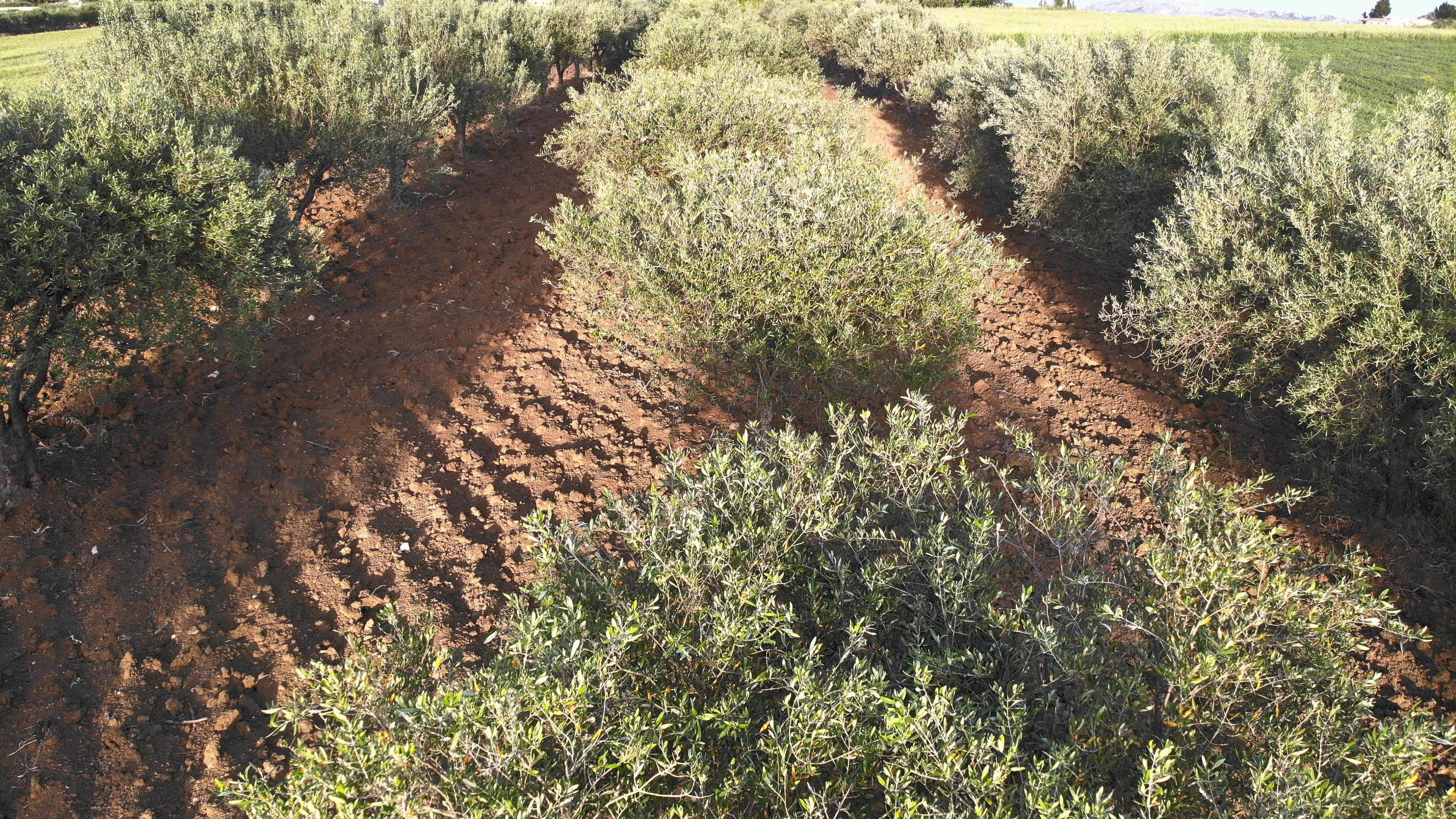 A young olive tree among the rows